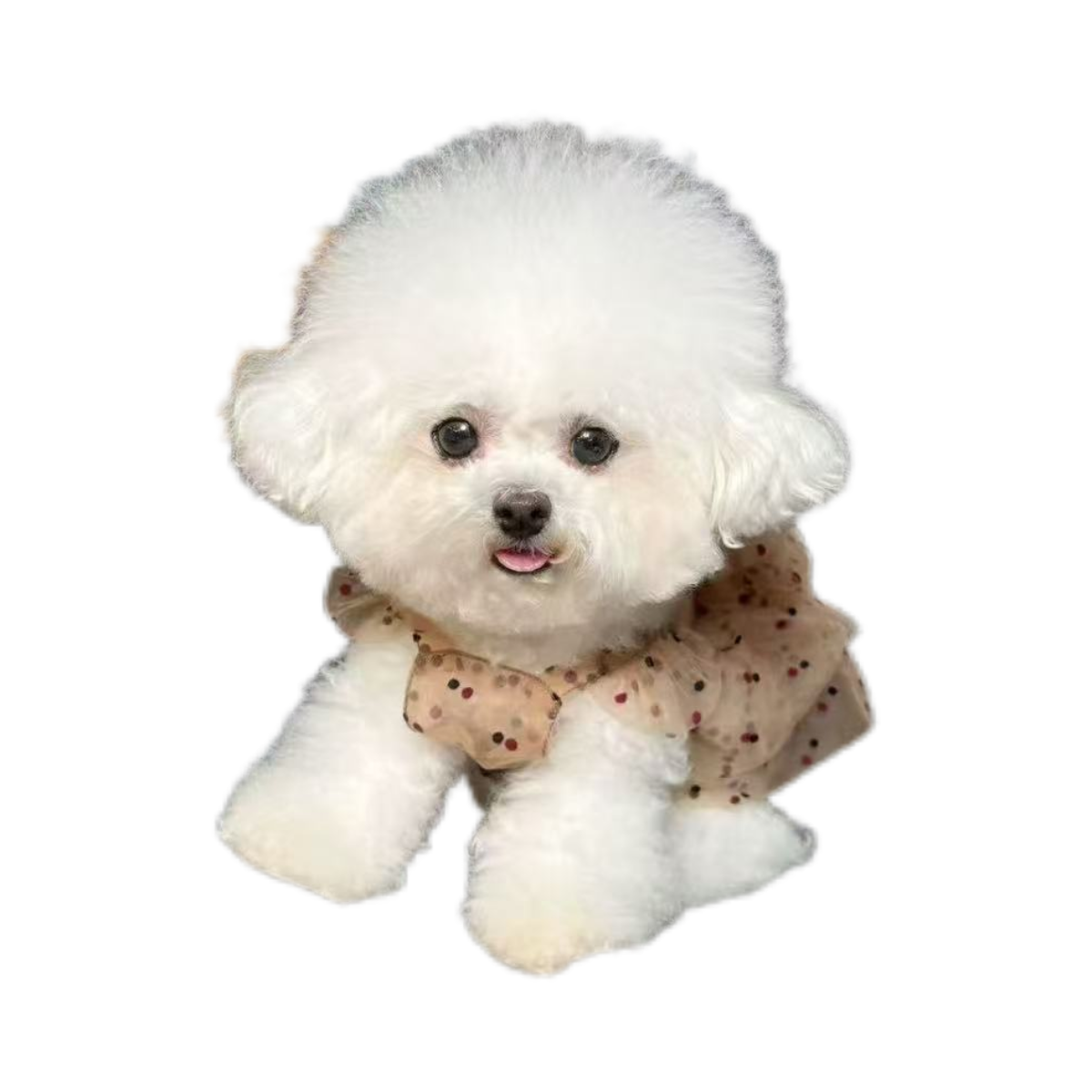 Summer Polka Dot Pleated Gauze Skirt for Small Pets