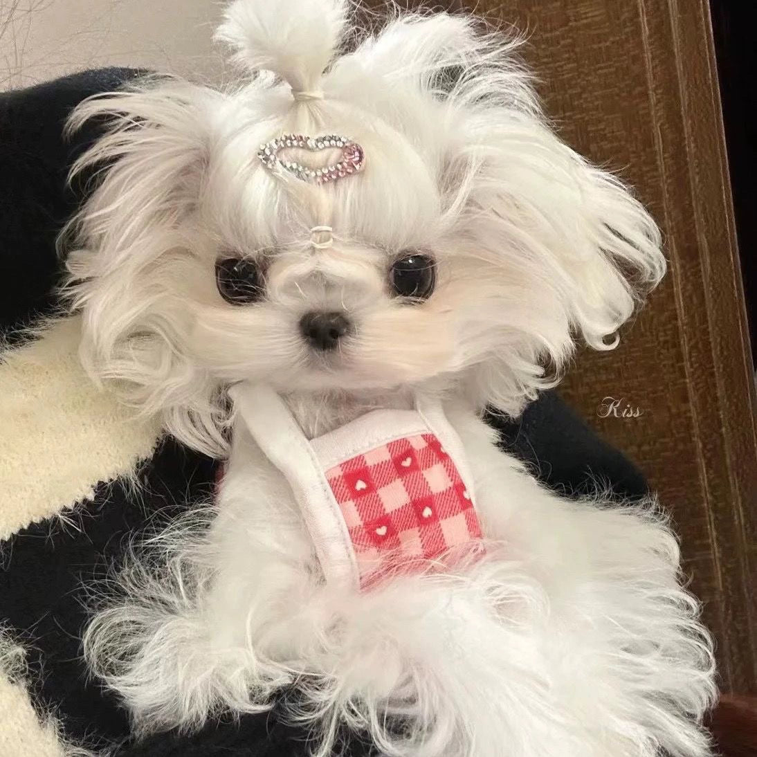 Cute Cotton Princess Lace Slip Dress for Small Dogs