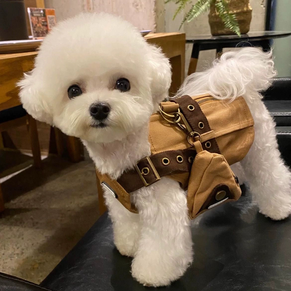 Autumn Leaf Vest for Small & Medium Dogs – Stylish Pet Clothing