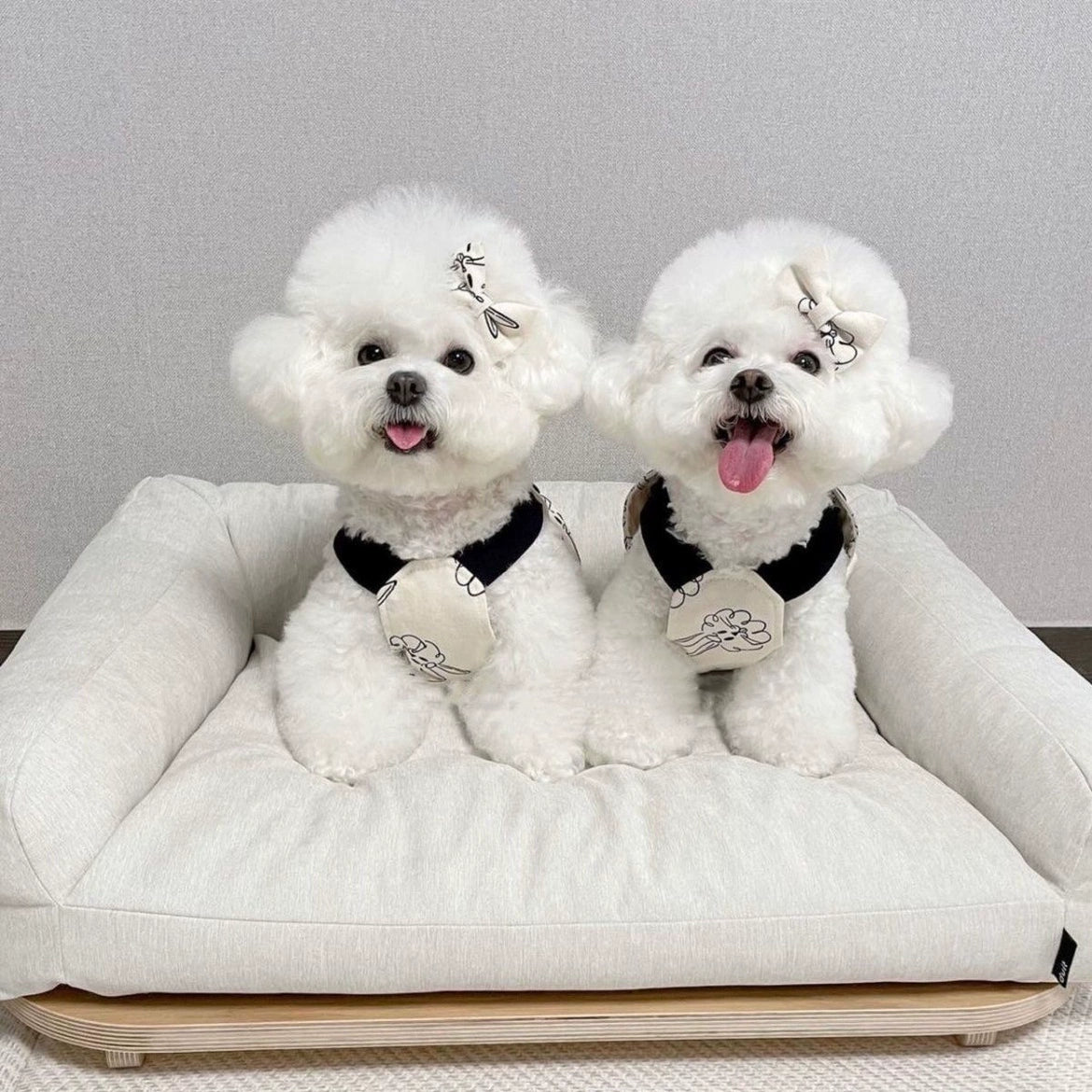 Premium Cotton Pet Work Suit for Maltese & Yorkshire Dogs