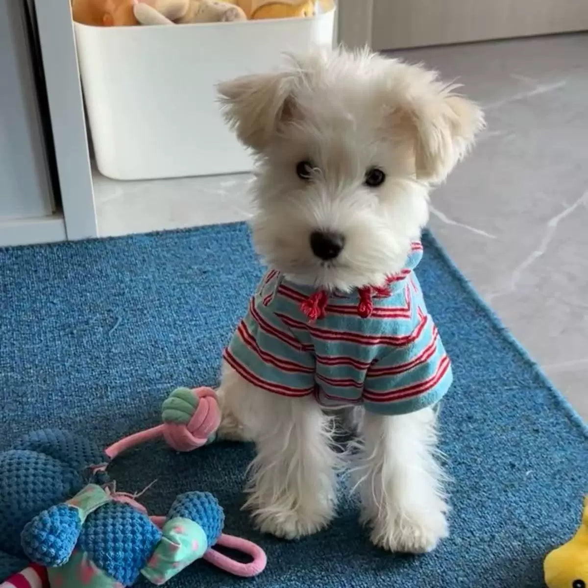 Blue Stripe Hooded Dog Sweatshirt for Small Breeds