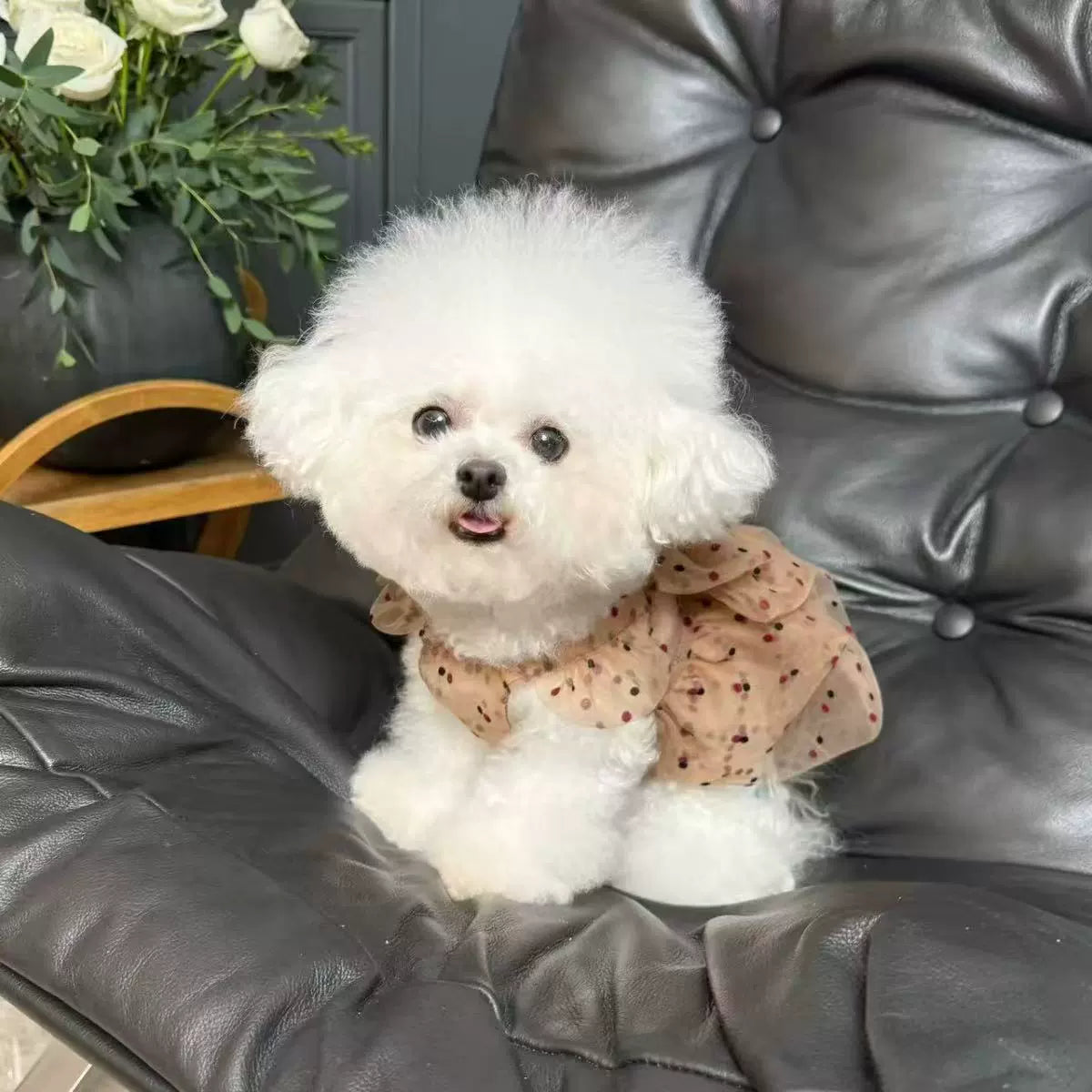 Summer Polka Dot Pleated Gauze Skirt for Small Pets