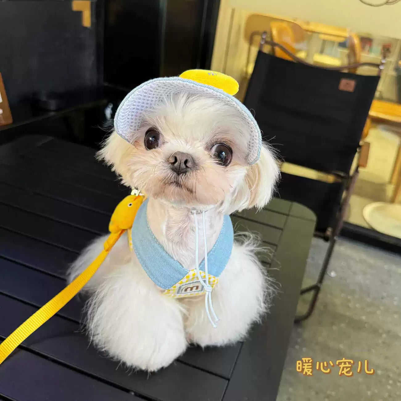 Vest-Style Dog Leash for Small Breeds Teddy Bichon Pomeranian