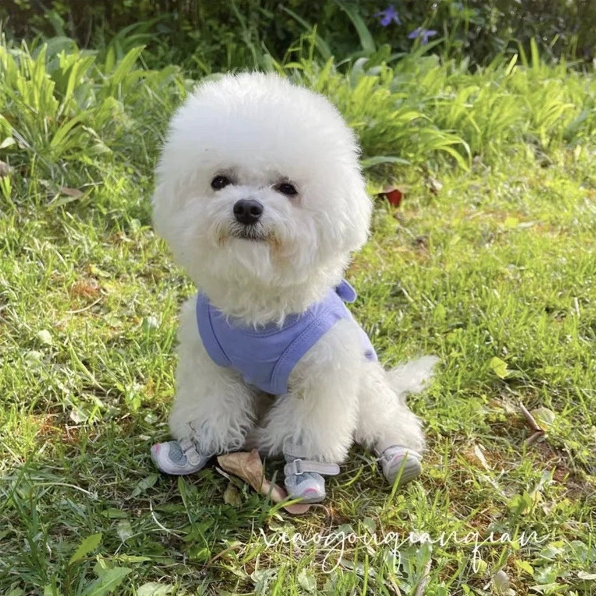 Cute Anti-Fall Sleeveless Pet Vest for Cats and Dogs