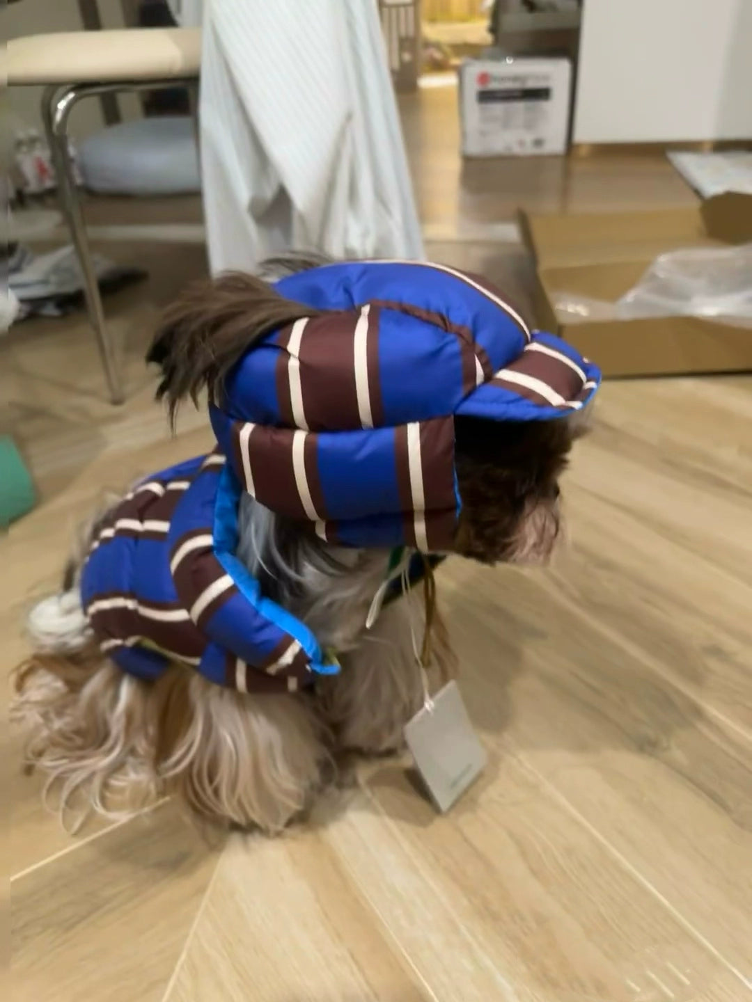 Cozy Demi-Season Down Jacket with Warm Hat for Small Pets