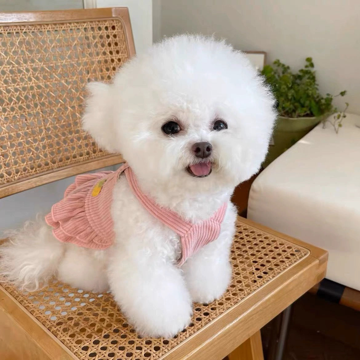 Cute Corduroy Rabbit Strawberry Dress Skirt for Small Pets