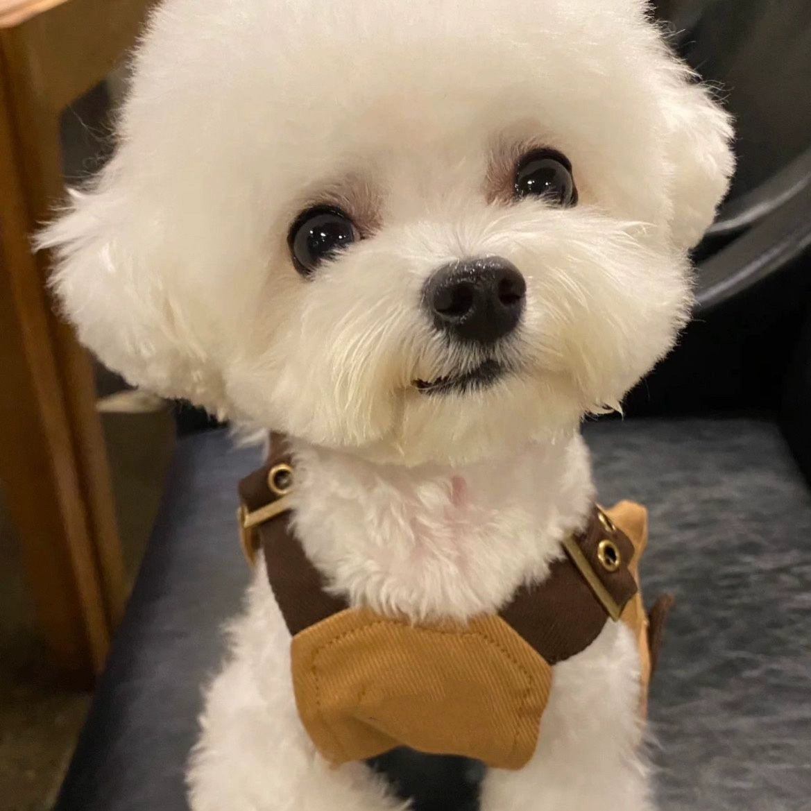 Autumn Leaf Vest for Small & Medium Dogs – Stylish Pet Clothing