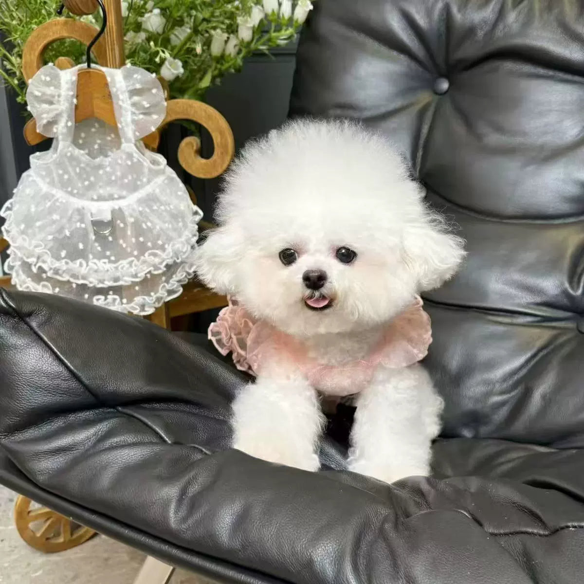 Fluffy Starry Sky Small Dog Jumpsuit Summer Teddy Dress