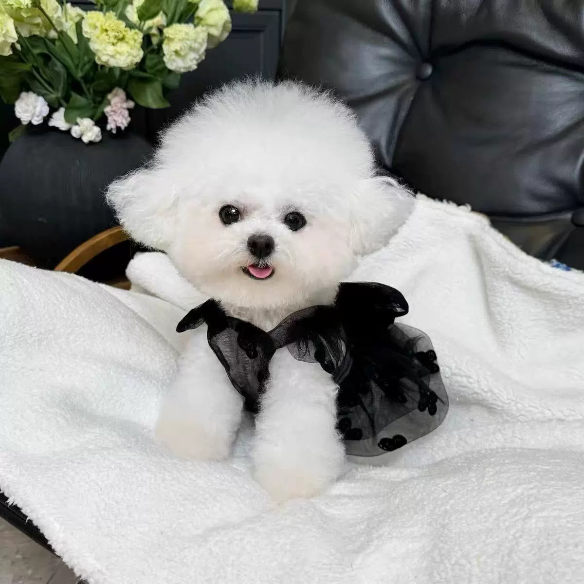 Cute Lace Sleeveless Pet Dress for Small Dogs & Cats