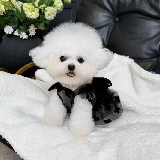 Cute Lace Sleeveless Pet Dress for Small Dogs & Cats