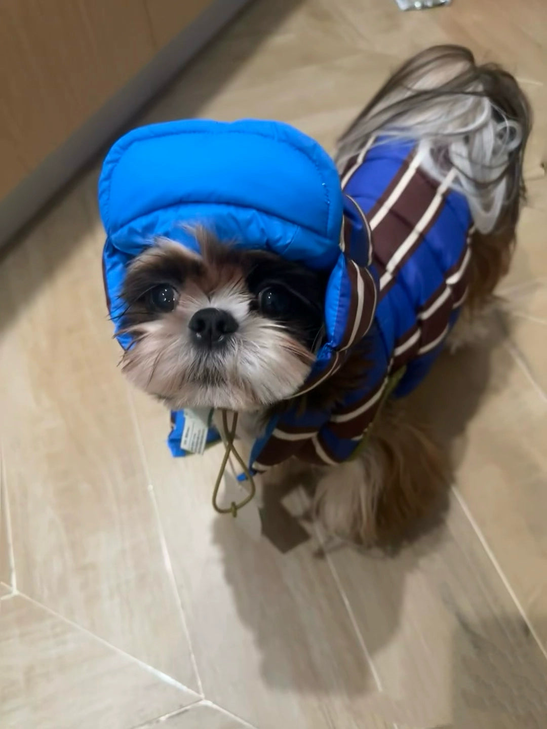 Cozy Demi-Season Down Jacket with Warm Hat for Small Pets